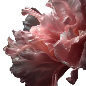 Pink Flower Close-Up V3 Vinyl Car Decal Sticker – Waterproof & UV-Resistant 3.4133333333333336"