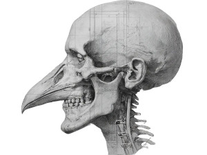 Anatomical Bird-Man Vinyl Car Decal Sticker – Waterproof & UV-Resistant 6.1866666666666665"