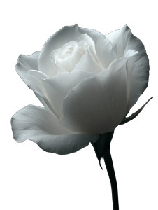 Sacred White Rose Vinyl Car Decal Sticker – Waterproof & UV-Resistant 4.1066666666666665"