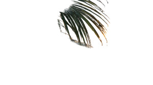 Jungle Morning Dew Vinyl Car Decal Sticker – Waterproof & UV-Resistant 2.72"