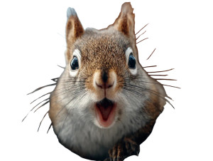 Excited Squirrel Vinyl Car Decal Sticker – Waterproof & UV-Resistant 6.1866666666666665" Excited Squirrel Vinyl Car Decal Sticker – Waterproof & UV-Resistant 6.1866666666666665"
