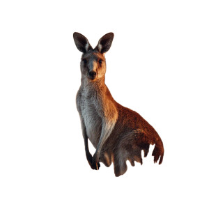 Kangaroo In Field Vinyl Car Decal Sticker – Waterproof & UV-Resistant 3.4133333333333336" Kangaroo In Field Vinyl Car Decal Sticker – Waterproof & UV-Resistant 3.4133333333333336"