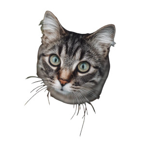 Cat V160 Vinyl Car Decal Sticker – Waterproof & UV-Resistant 3.4133333333333336"