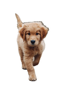 Puppy V2 Vinyl Car Decal Sticker – Waterproof & UV-Resistant 4.4