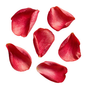 Red Rose Petals V2 Vinyl Car Decal Sticker – Waterproof & UV-Resistant 6.826666666666667"