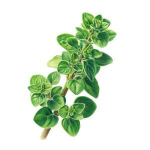 Oregano Stalk Drawing Vinyl Car Decal Sticker – Waterproof & UV-Resistant 6.826666666666667" Oregano Stalk Drawing Vinyl Car Decal Sticker – Waterproof & UV-Resistant 6.826666666666667"
