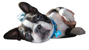 Playful Boston Terrier Vinyl Car Decal Sticker – Waterproof & UV-Resistant 5.4