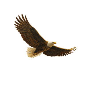 Bald Eagle Flying V4 Vinyl Car Decal Sticker – Waterproof & UV-Resistant 6.826666666666667" Bald Eagle Flying V4 Vinyl Car Decal Sticker – Waterproof & UV-Resistant 6.826666666666667"