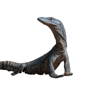 Australian Goanna Vinyl Car Decal Sticker – Waterproof & UV-Resistant 6.826666666666667"