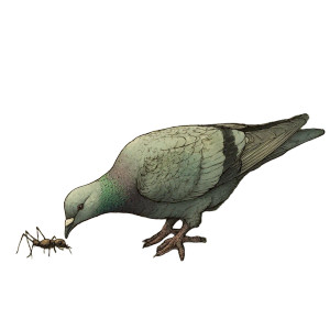 Pigeon Rescues Ant Vinyl Car Decal Sticker – Waterproof & UV-Resistant 6.826666666666667"