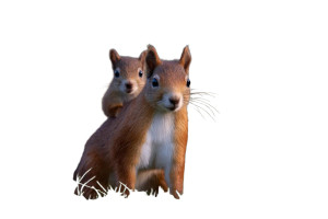 Squirrel With Baby Vinyl Car Decal Sticker – Waterproof & UV-Resistant 5.97333333333333 Squirrel With Baby Vinyl Car Decal Sticker – Waterproof & UV-Resistant 5.97333333333333
