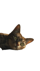 Tabby Cat Resting Vinyl Car Decal Sticker – Waterproof & UV-Resistant 9.706666666666667"
