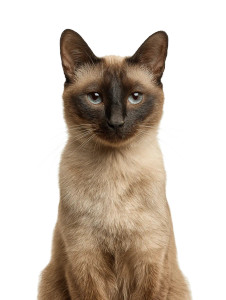 Siamese Cat V4 Vinyl Car Decal Sticker – Waterproof & UV-Resistant 8.213333333333333" Siamese Cat V4 Vinyl Car Decal Sticker – Waterproof & UV-Resistant 8.213333333333333"