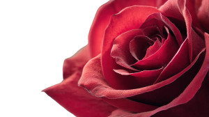 Red Rose Macro V2 Vinyl Car Decal Sticker – Waterproof & UV-Resistant 5.4