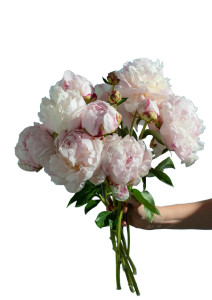 Peony Bouquet V2 Vinyl Car Decal Sticker – Waterproof & UV-Resistant 4.373333333333333" Peony Bouquet V2 Vinyl Car Decal Sticker – Waterproof & UV-Resistant 4.373333333333333"