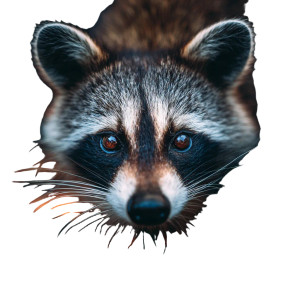 Raccoon Headshot Vinyl Car Decal Sticker – Waterproof & UV-Resistant 3.4133333333333336" Raccoon Headshot Vinyl Car Decal Sticker – Waterproof & UV-Resistant 3.4133333333333336"