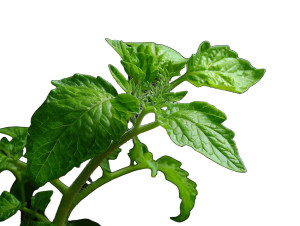 Tomato Plant Leaf Vinyl Car Decal Sticker – Waterproof & UV-Resistant 6.1866666666666665"