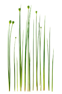 Green Lily Stems Vinyl Car Decal Sticker – Waterproof & UV-Resistant 8.96"