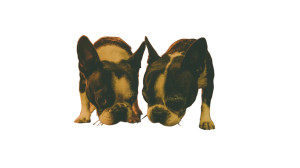 Boston Terriers Sniffing Vinyl Car Decal Sticker – Waterproof & UV-Resistant 2.72"