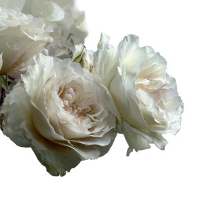 Delicate White Roses Vinyl Car Decal Sticker – Waterproof & UV-Resistant 3.4133333333333336"