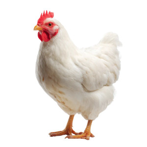 White Chicken V3 Vinyl Car Decal Sticker – Waterproof & UV-Resistant 6.826666666666667" White Chicken V3 Vinyl Car Decal Sticker – Waterproof & UV-Resistant 6.826666666666667"