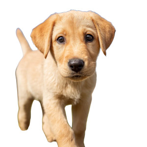 Alert Labrador Puppy Vinyl Car Decal Sticker – Waterproof & UV-Resistant 3.4133333333333336" Alert Labrador Puppy Vinyl Car Decal Sticker – Waterproof & UV-Resistant 3.4133333333333336"