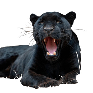 Yawning Black Jaguar Vinyl Car Decal Sticker – Waterproof & UV-Resistant 3.4133333333333336"