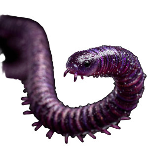 Purple Worm Centipede Vinyl Car Decal Sticker – Waterproof & UV-Resistant 3.4133333333333336"