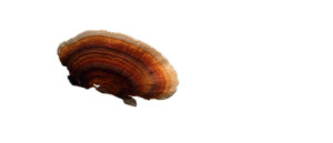 Reishi Mushroom V2 Vinyl Car Decal Sticker – Waterproof & UV-Resistant 2. Reishi Mushroom V2 Vinyl Car Decal Sticker – Waterproof & UV-Resistant 2.