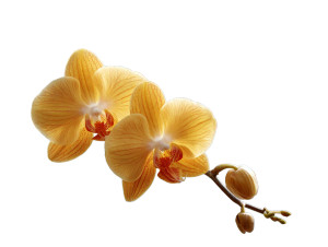 Sunlit Orchid Vinyl Car Decal Sticker – Waterproof & UV-Resistant 3.0933333333333333" Sunlit Orchid Vinyl Car Decal Sticker – Waterproof & UV-Resistant 3.0933333333333333"