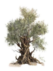 Old Olive Tree V2 Vinyl Car Decal Sticker – Waterproof & UV-Resistant 8.213333333333333"
