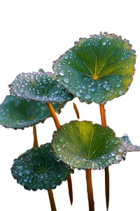 Dewy Centella Leaves Vinyl Car Decal Sticker – Waterproof & UV-Resistant 8.96"