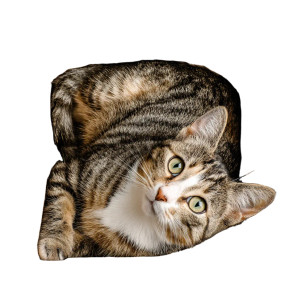 Cat In Box V2 Vinyl Car Decal Sticker – Waterproof & UV-Resistant 3.4133333333333336"