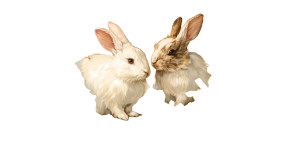 Floral Rabbit Clipart Vinyl Car Decal Sticker – Waterproof & UV-Resistant 5.4