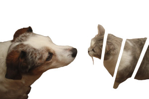 Curious Pets Vinyl Car Decal Sticker – Waterproof & UV-Resistant 2.986666666666667"