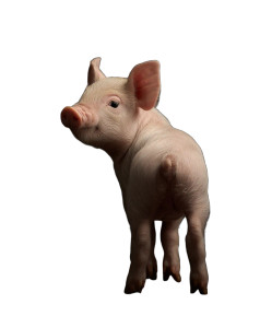 Cute Piglet Glance Vinyl Car Decal Sticker – Waterproof & UV-Resistant 8.213333333333333"