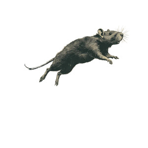 Rats Leaving Ship Vinyl Car Decal Sticker – Waterproof & UV-Resistant 3.4133333333333336"
