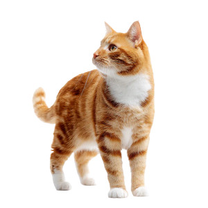 Orange Cat V5 Vinyl Car Decal Sticker – Waterproof & UV-Resistant 6.826666666666667" Orange Cat V5 Vinyl Car Decal Sticker – Waterproof & UV-Resistant 6.826666666666667"