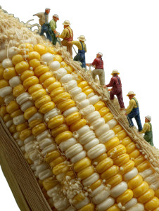 Giant Corn Climbers Vinyl Car Decal Sticker – Waterproof & UV-Resistant 4.1066666666666665" Giant Corn Climbers Vinyl Car Decal Sticker – Waterproof & UV-Resistant 4.1066666666666665"