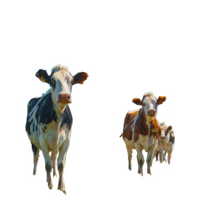Herd Of Cattle Vinyl Car Decal Sticker – Waterproof & UV-Resistant 3.4133333333333336" Herd Of Cattle Vinyl Car Decal Sticker – Waterproof & UV-Resistant 3.4133333333333336"
