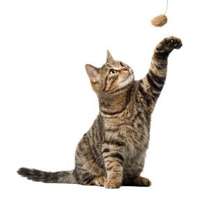 Tabby Cat Playing V2 Vinyl Car Decal Sticker – Waterproof & UV-Resistant 6.826666666666667"