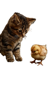 Kitten And Chicken Vinyl Car Decal Sticker – Waterproof & UV-Resistant 4.8533333333333335" Kitten And Chicken Vinyl Car Decal Sticker – Waterproof & UV-Resistant 4.8533333333333335"