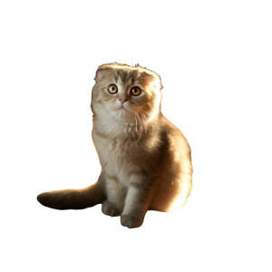 Scottish Fold Cat V10 Vinyl Car Decal Sticker – Waterproof & UV-Resistant 3.4133333333333336"