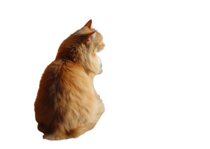 Orange Cat Sitting V2 Vinyl Car Decal Sticker – Waterproof & UV-Resistant 3.0933333333333333" Orange Cat Sitting V2 Vinyl Car Decal Sticker – Waterproof & UV-Resistant 3.0933333333333333"