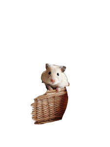 Cute Hamster V2 Vinyl Car Decal Sticker – Waterproof & UV-Resistant 4.1066666666666665" Cute Hamster V2 Vinyl Car Decal Sticker – Waterproof & UV-Resistant 4.1066666666666665"