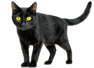 Black Cat V28 Vinyl Car Decal Sticker – Waterproof & UV-Resistant 6.1866666666666665"