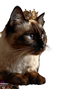Regal Siamese Cat V4 Vinyl Car Decal Sticker – Waterproof & UV-Resistant 8.213333333333333"
