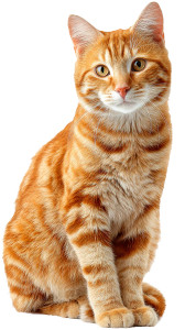 Ginger Cat V5 Vinyl Car Decal Sticker – Waterproof & UV-Resistant 9.706666666666667" Ginger Cat V5 Vinyl Car Decal Sticker – Waterproof & UV-Resistant 9.706666666666667"