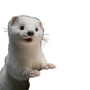 Writing Ermine Vinyl Car Decal Sticker – Waterproof & UV-Resistant 3.4133333333333336"