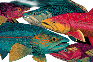 Colorful Fish Pattern Vinyl Car Decal Sticker – Waterproof & UV-Resistant 5.97333333333333